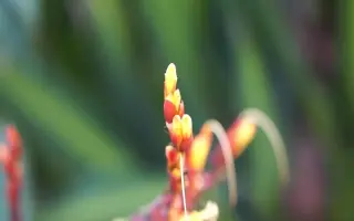 爵床科 搜索结果 哔哩哔哩 Bilibili