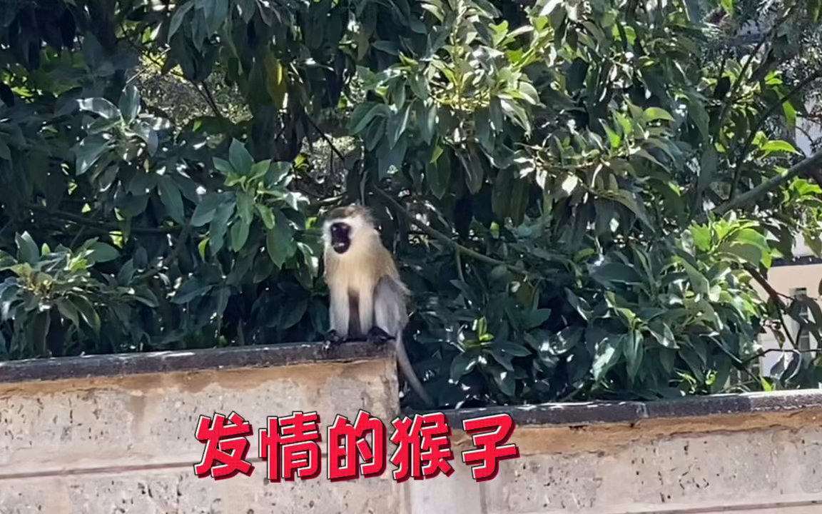 猴子的叫声哔哩哔哩bilibili