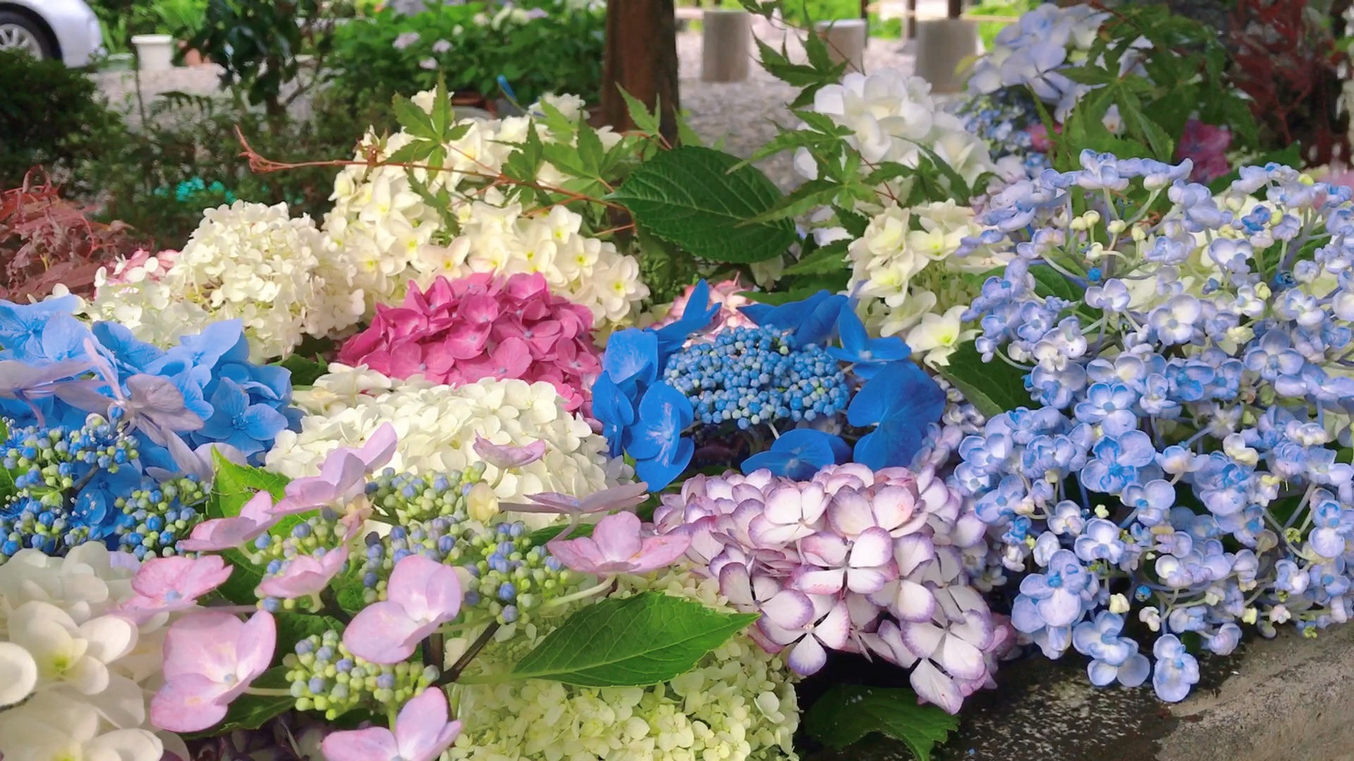 [图]日運寺 紫阳花 千叶 日本