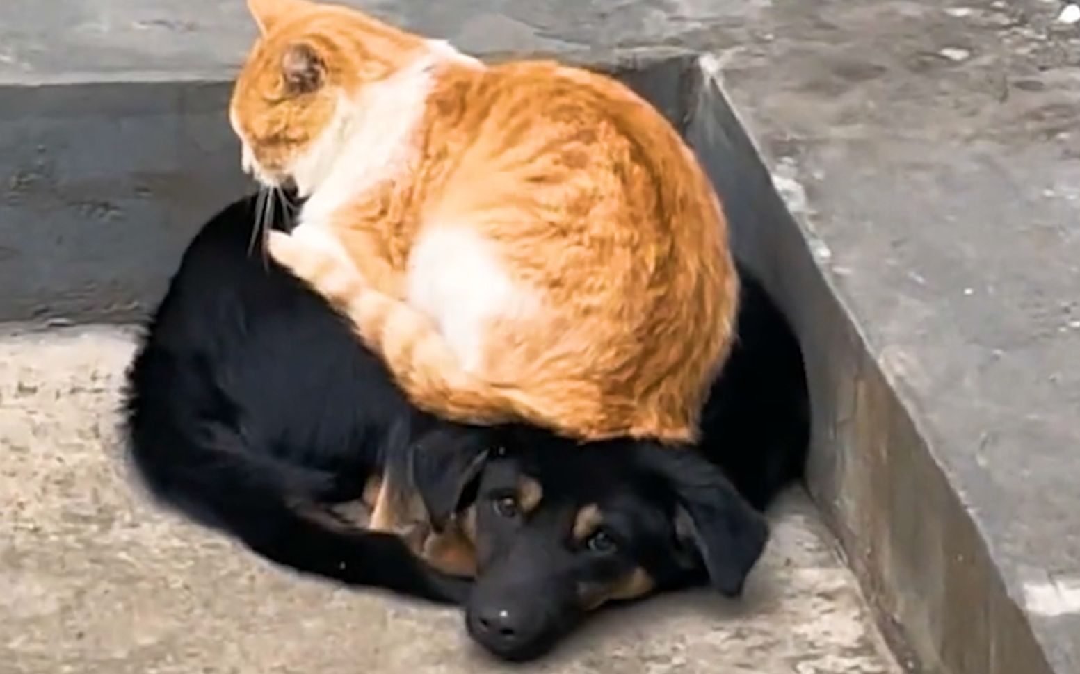 "金窝银窝不如自家的狗窝"