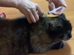 猫传腹玳瑁，口炎手术第三天