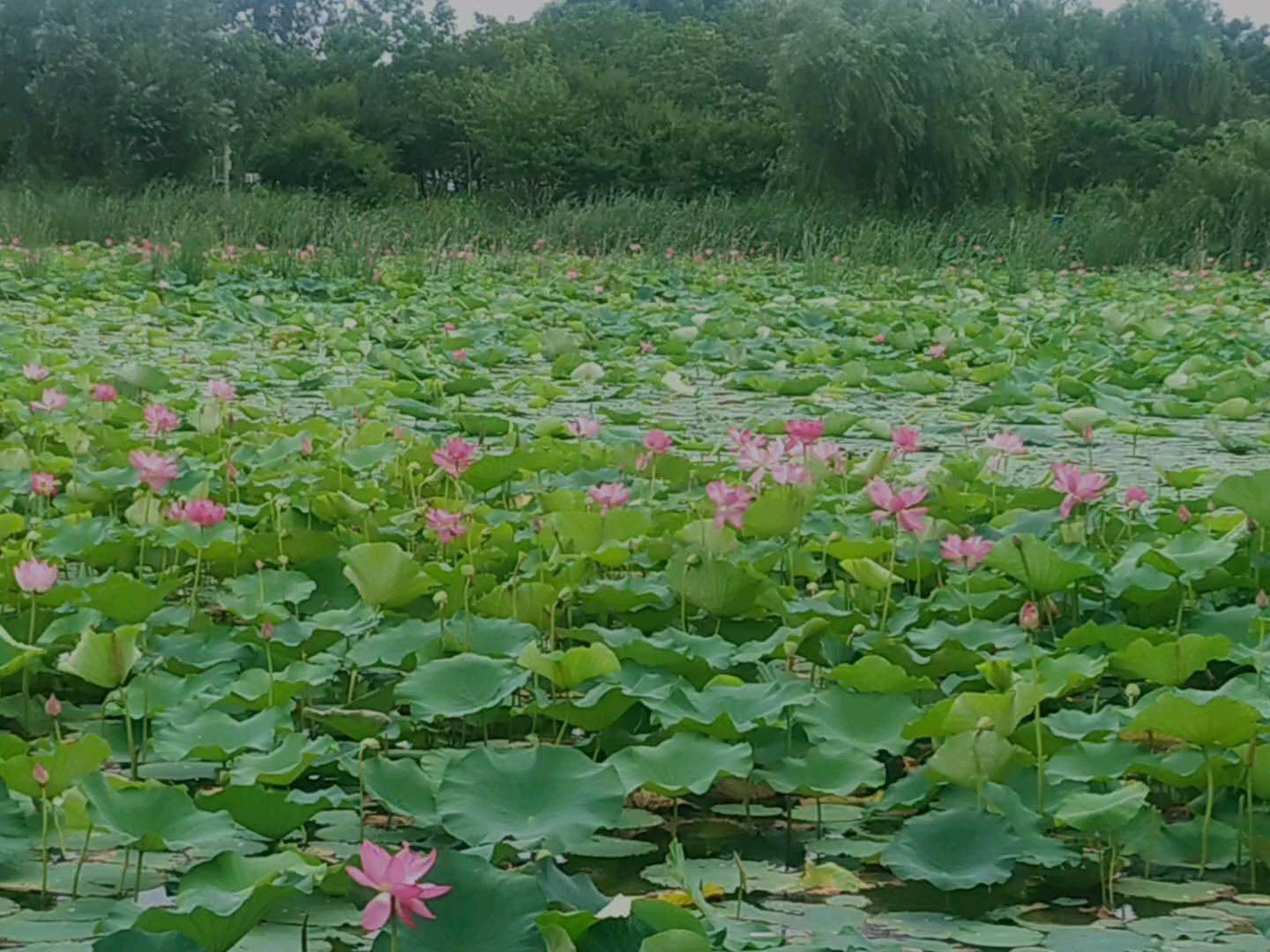 [图]夏日打卡笔记