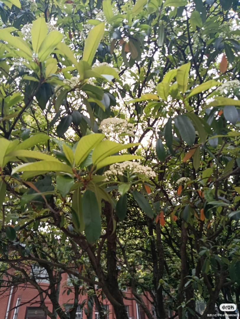 [图]石楠花的清香你喜欢吗