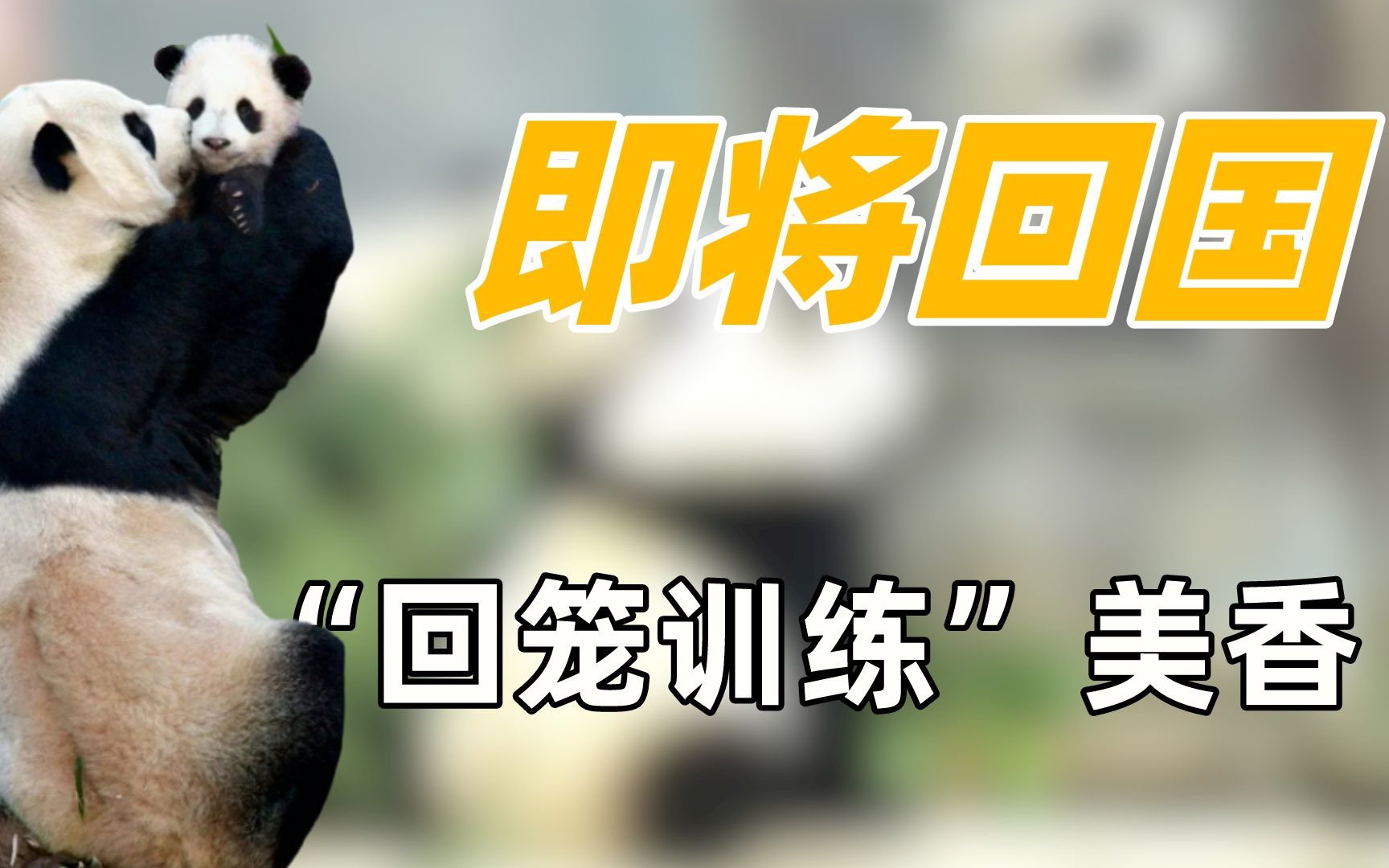 "即将回国"美香:倒计时五十天开始回笼训练,三小只回国享福了