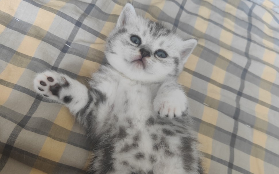 早教狐狸第二弹!决战纳什男爵清屏盛宴