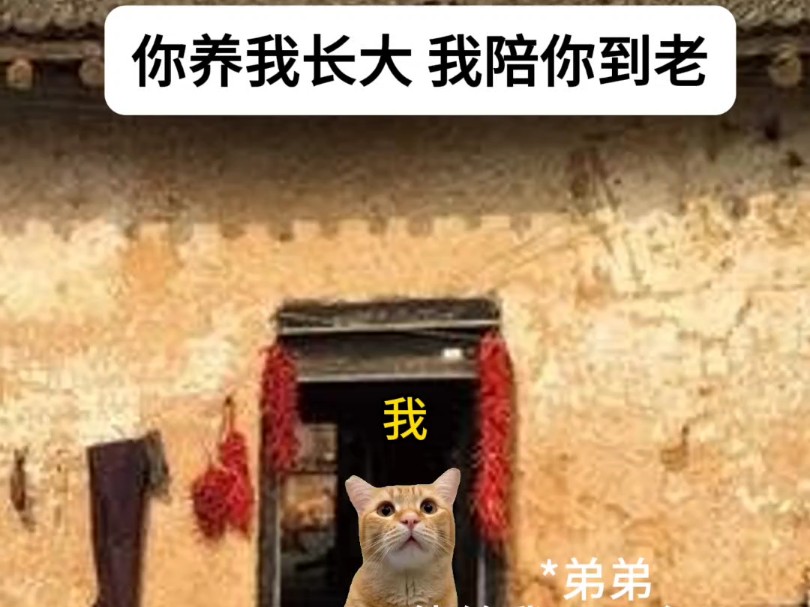 你养我长大,我陪你到老 #亲情 #素材源于网络 #真实还原 猫meme哔哩哔哩bilibili