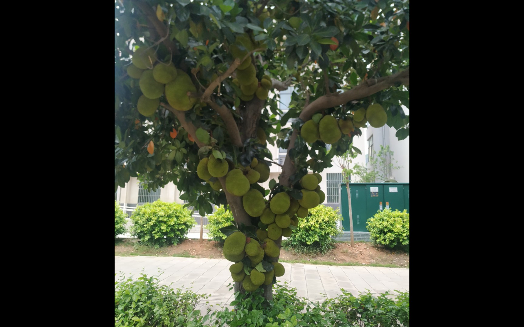 好多菠萝蜜街上的绿化带都是