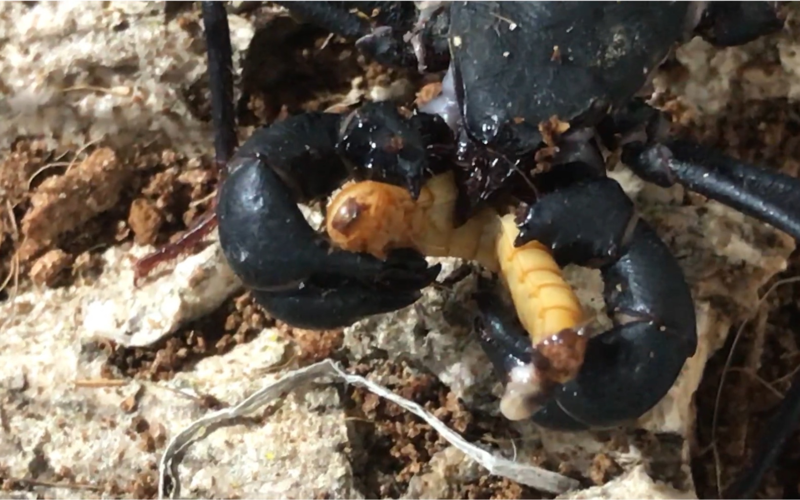 淘哥鞭蝎vlog1淘哥新来的鞭蝎捕食近距离观赏