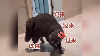 “会说话的猫咪”