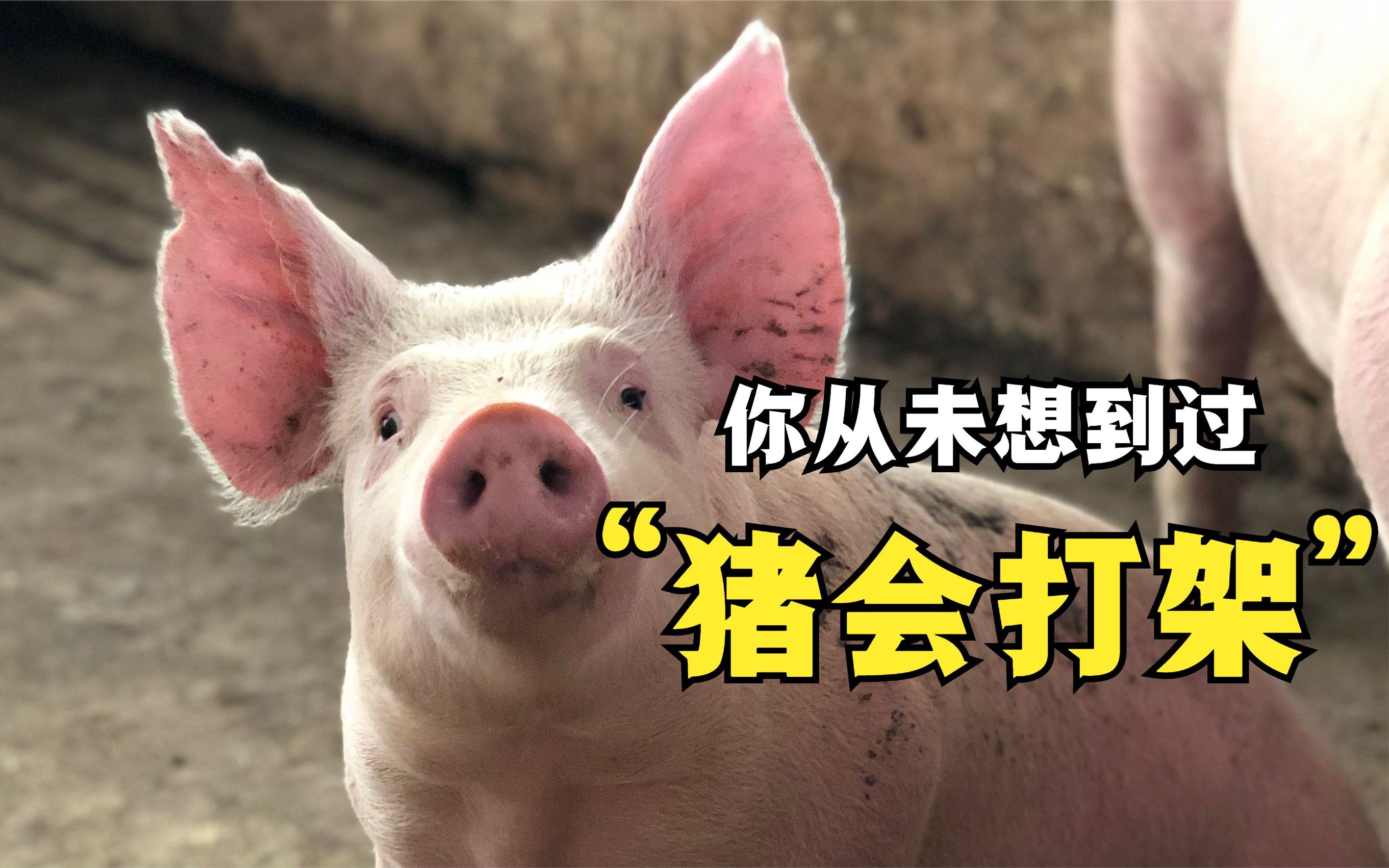 猪也会打架,还会喊人帮忙,场面简直了