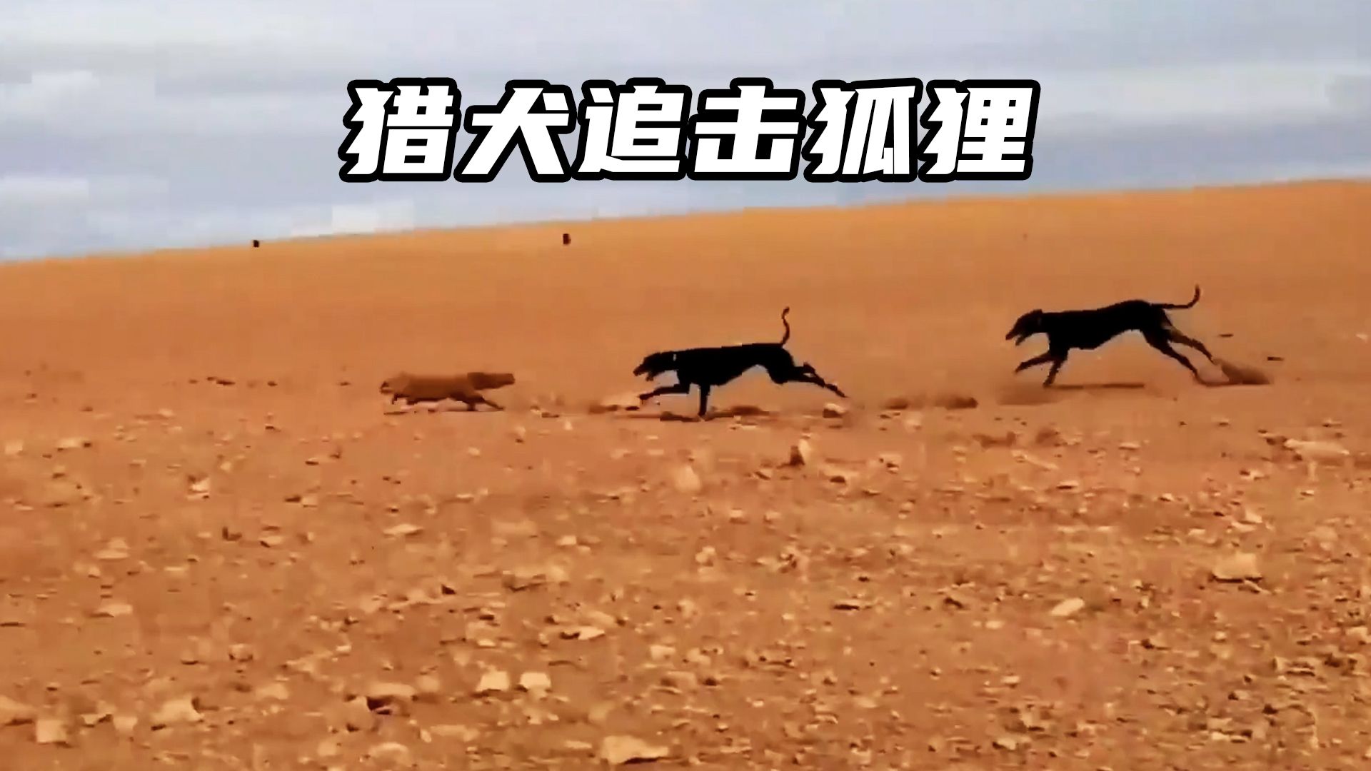 三隻獵犬追擊狐狸,狐狸一路狂奔,雙方上演一場精彩的生死角逐