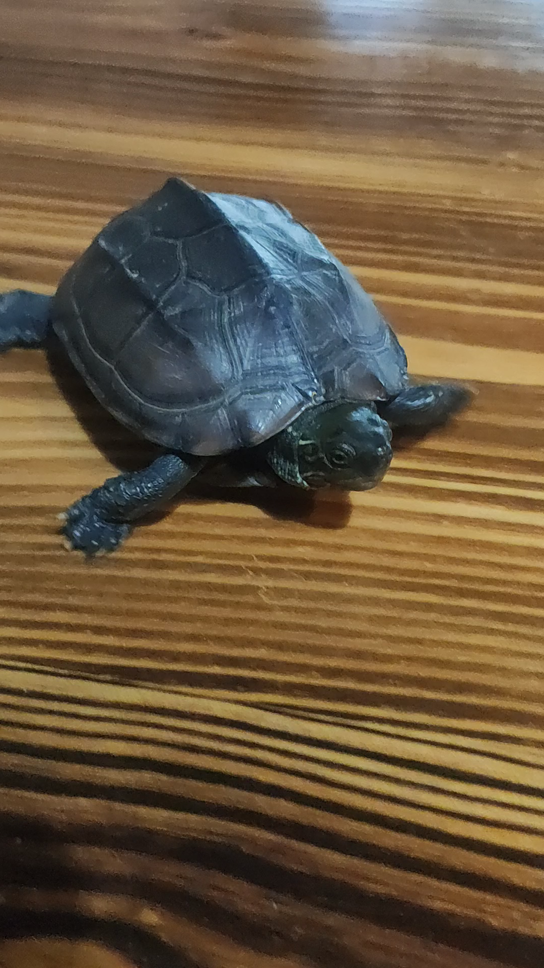 今天十元钱入手一只河里捉的野生中华草龟