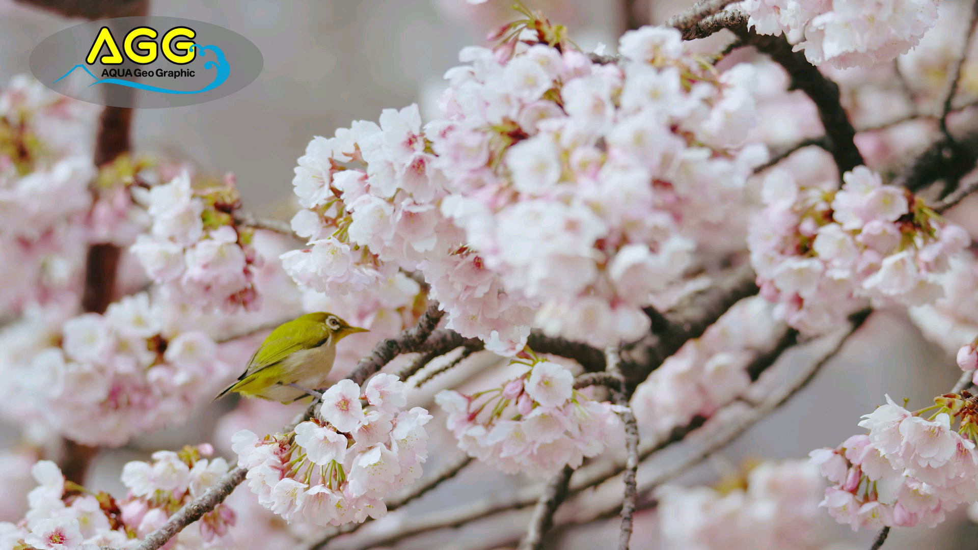 [图]#JellyGDM转载#メジロと大寒桜 Japanese-White-Eye with Cherry Blossoms (Shot on RED EPIC)