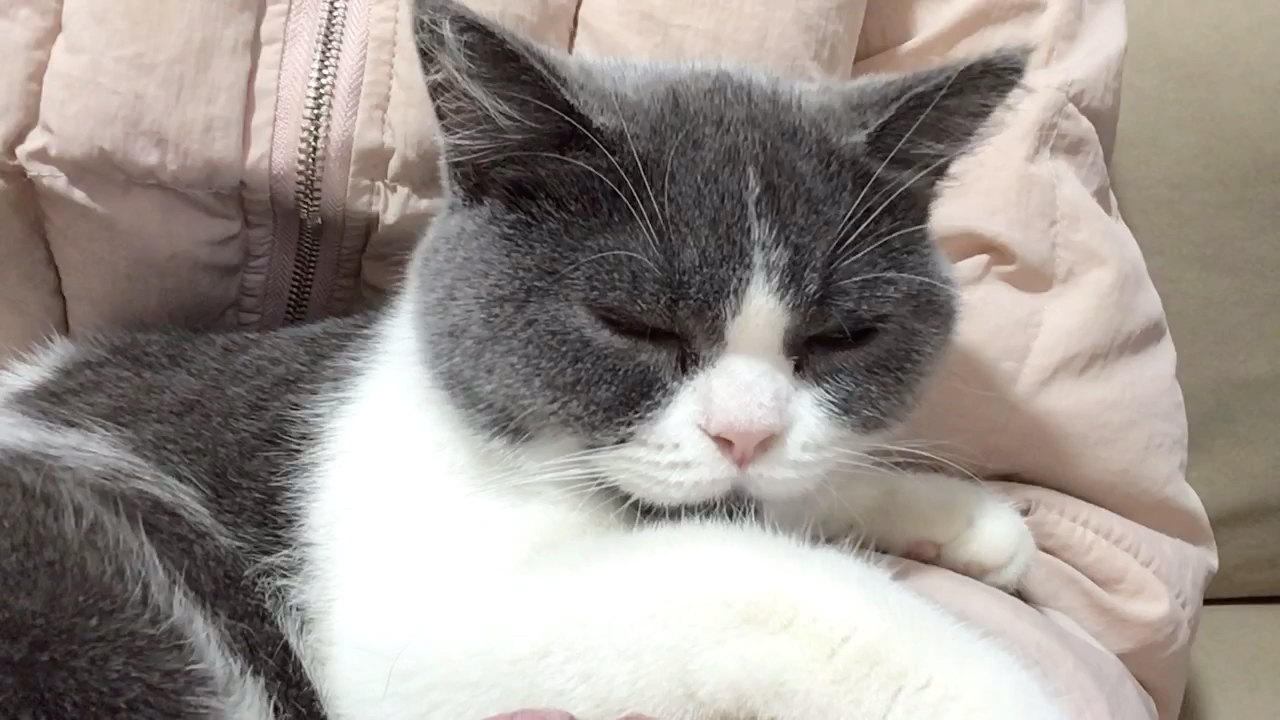 嗲嗲猫咪momo屁桃公主初次亮相