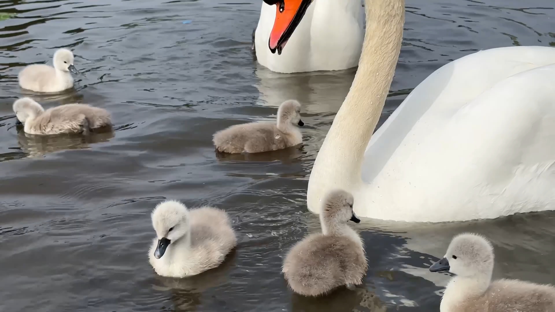 天鹅和它们刚孵出的小天鹅
