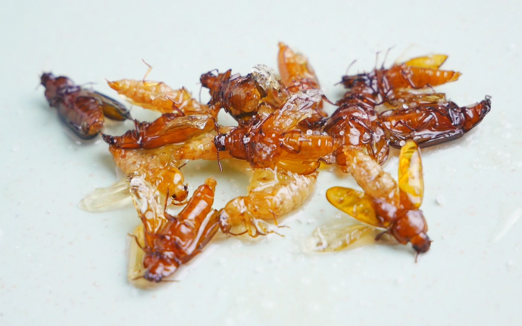 油炸面包虫成虫感觉要比幼虫香脆10000倍