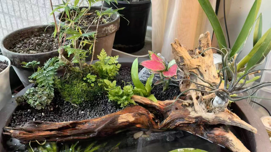 老爷树蛙～(只是在摆拍,拍完照片后放回盒子里了)