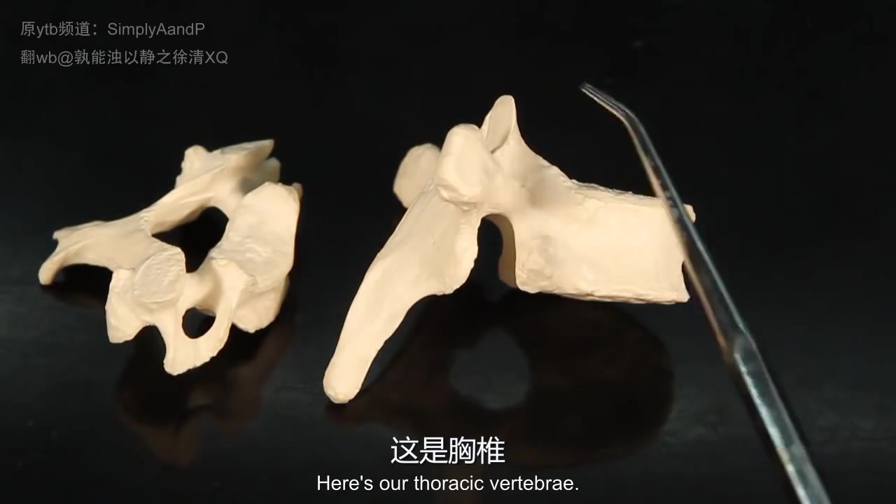 【科普】椎骨vertebra—SimplyAandP 中英双字幕哔哩哔哩bilibili