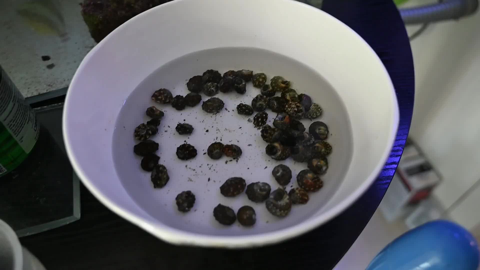 [海水鱼缸]50个除藻螺在鱼缸中的除藻效果