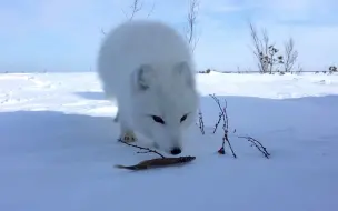 Скачать видео: 遇到一只很懂礼貌的雪狐！