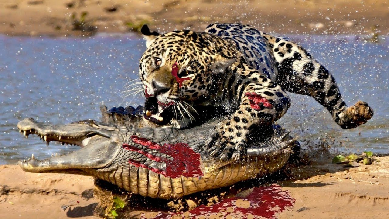 1只猎豹单挑3只鳄鱼,一场激战,最后是谁死谁活?