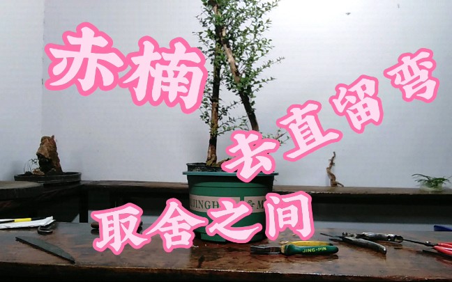 赤楠去直留弯取舍之间小陶还是逆道而行