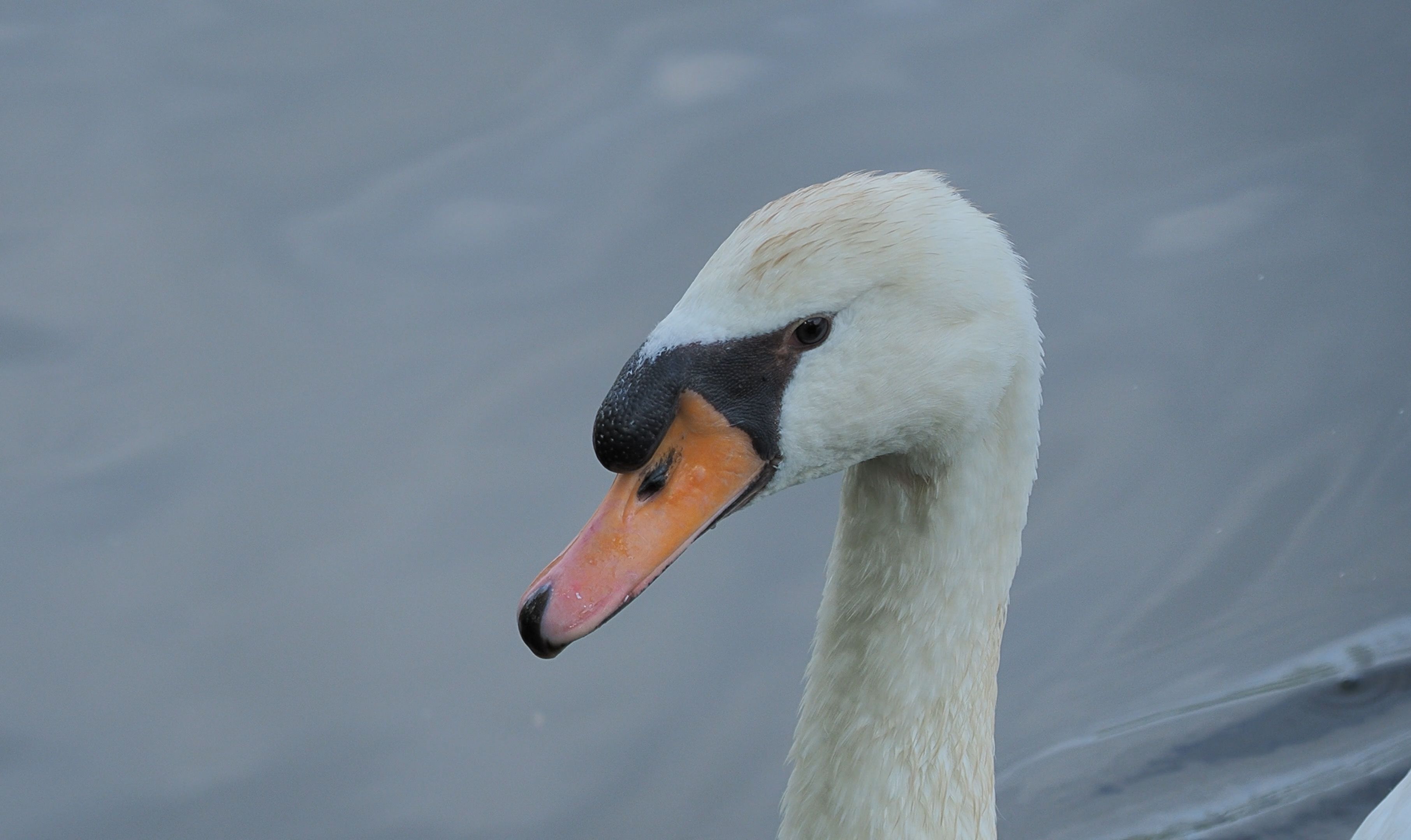 优雅的疣鼻天鹅