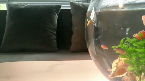 晶莹剔透小金鱼缸 哔哩哔哩