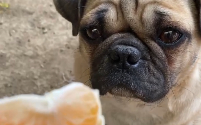 狗狗想吃橘子,馋的流口水