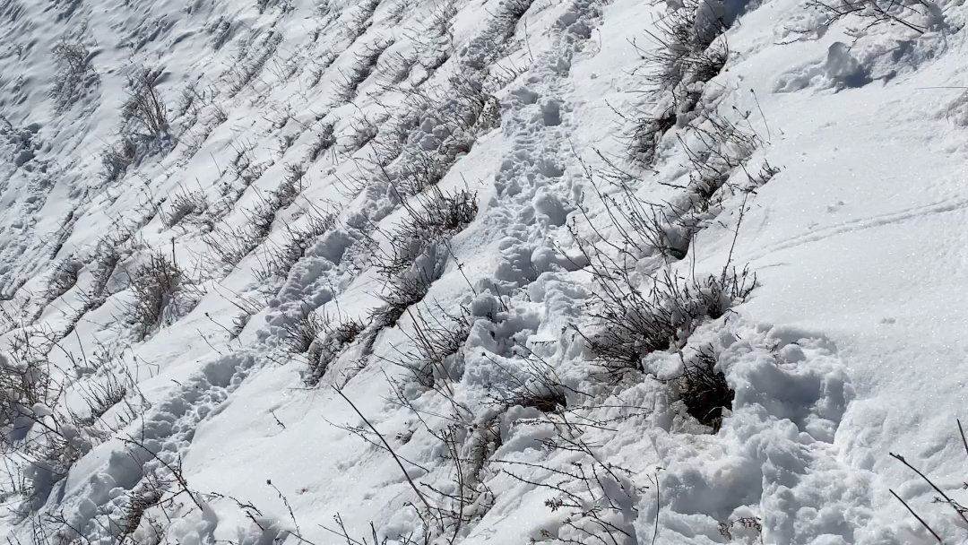 [图]原野留痕，雪迹寻踪