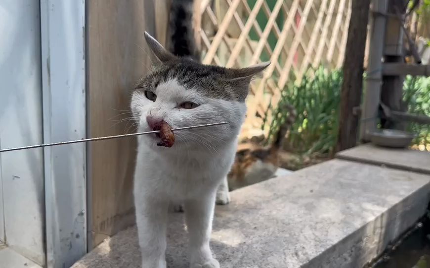 实不相瞒,淄博的猫也会撸串哔哩哔哩bilibili