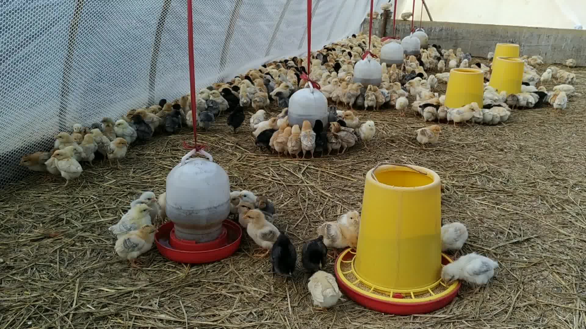 胖哥一早來到魚塘先給菜園澆水,又去雞棚照看小雞苗,長大了不少_嗶哩