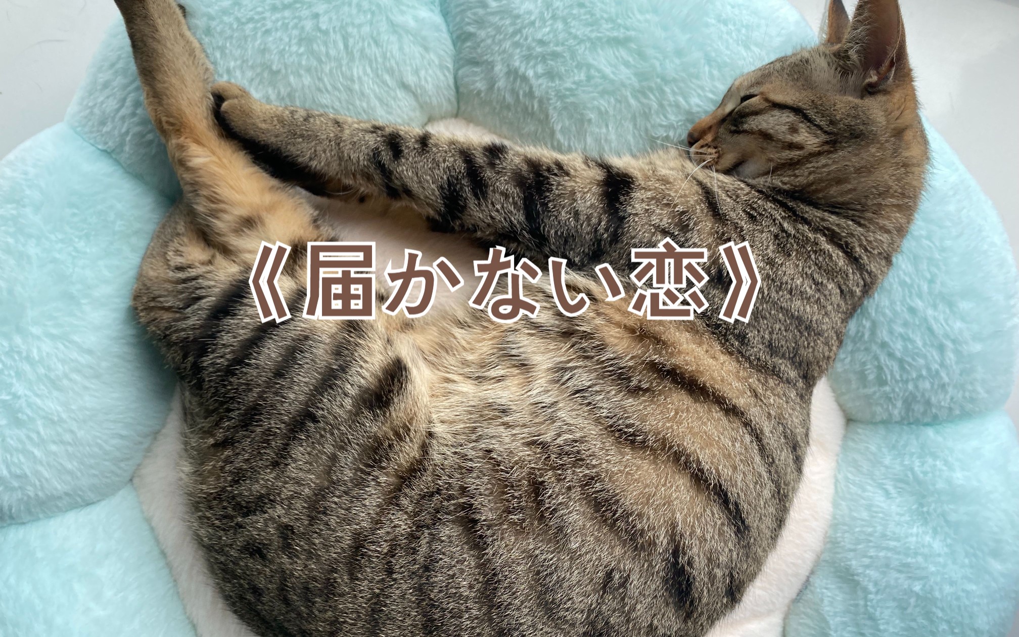 《届かない恋 》祝贺虎皮猫升魂天哔哩哔哩bilibili