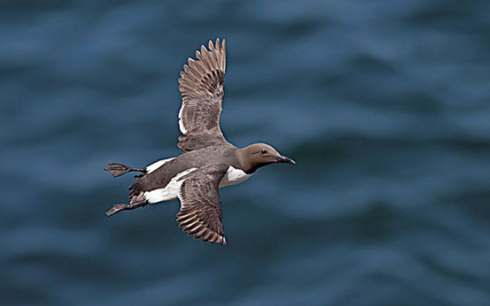 小海鸦成长中的第一课 跳崖