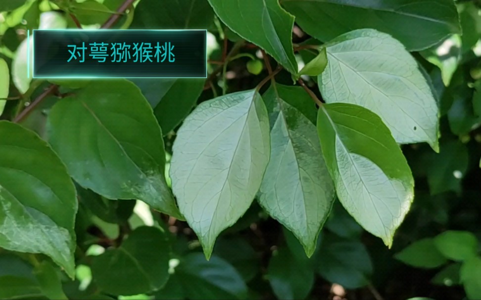 对萼猕猴桃:集观赏,食用和药用.少数叶片变白,十分有趣,值得探索!