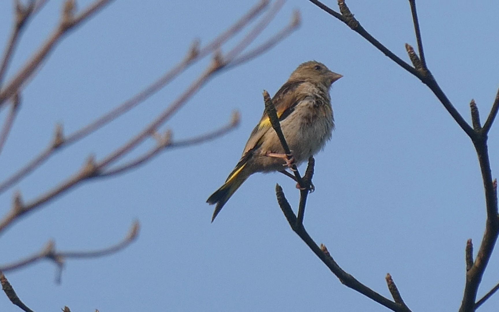 可爱的金翅雀幼鸟