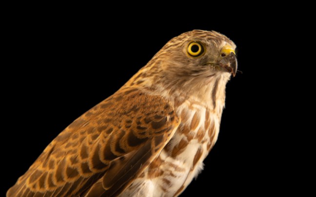 褐耳鹰a. b. sphenurus亚种