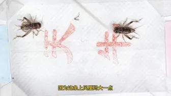 斗蟋蟀，凶虫再现，连战两条，把对手两条小腿直接打飞！