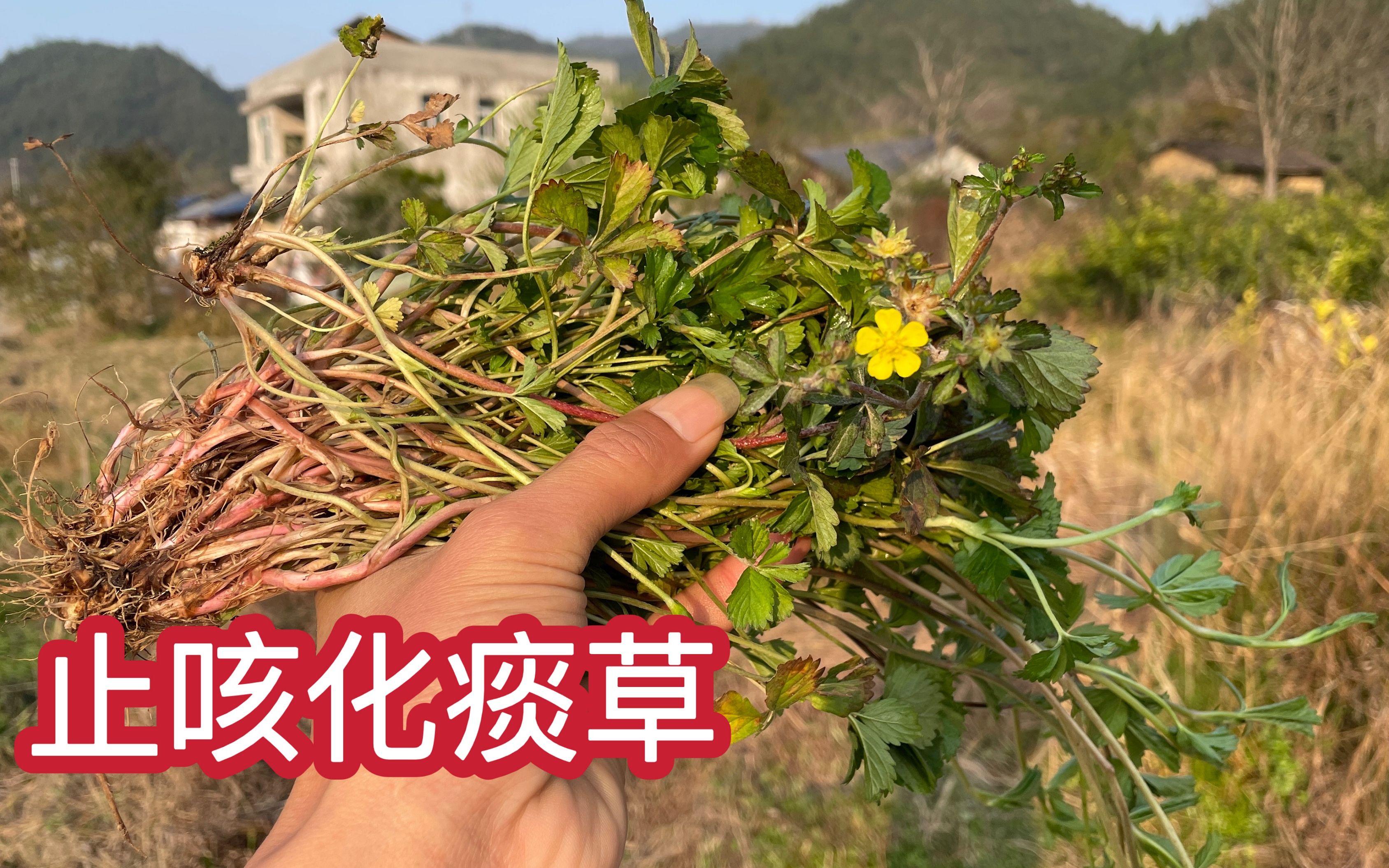 乡村路边常见的止咳化痰草,很多人以为杂草,赶紧来认识下