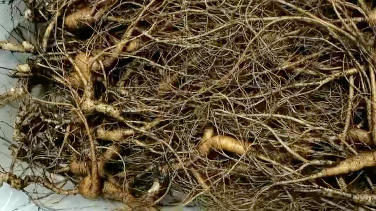 鲜林下参老货,老黄皮,高年份,须毛超长