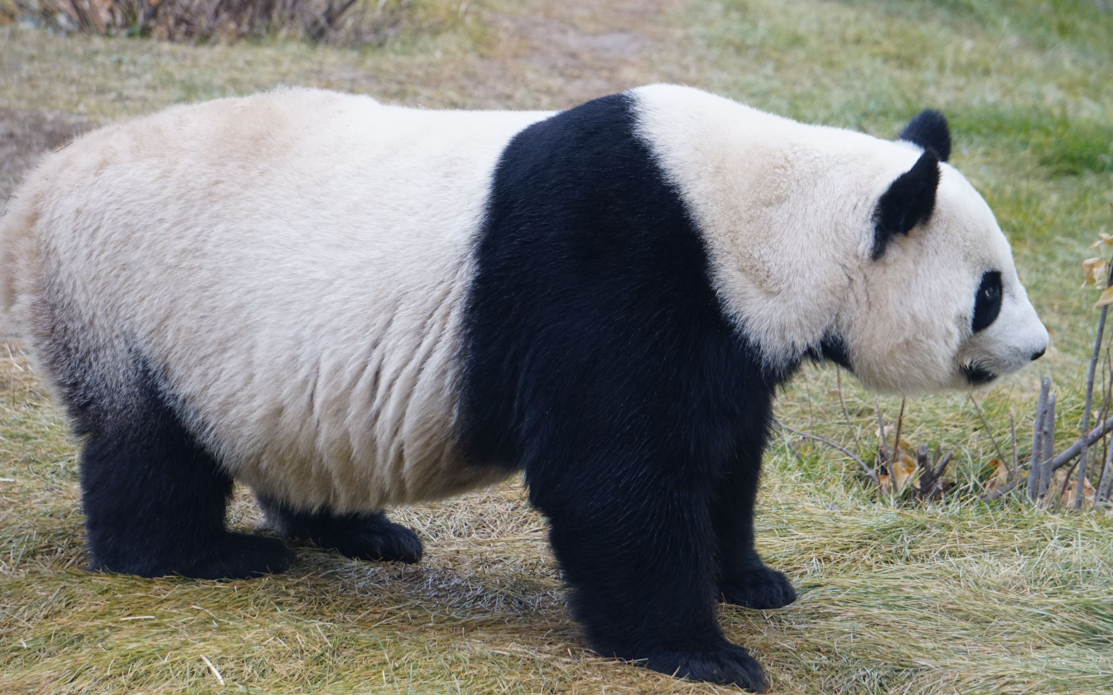 【大熊猫仨儿】白白的脸 黄黄的屁屁_哔哩哔哩_bilibili