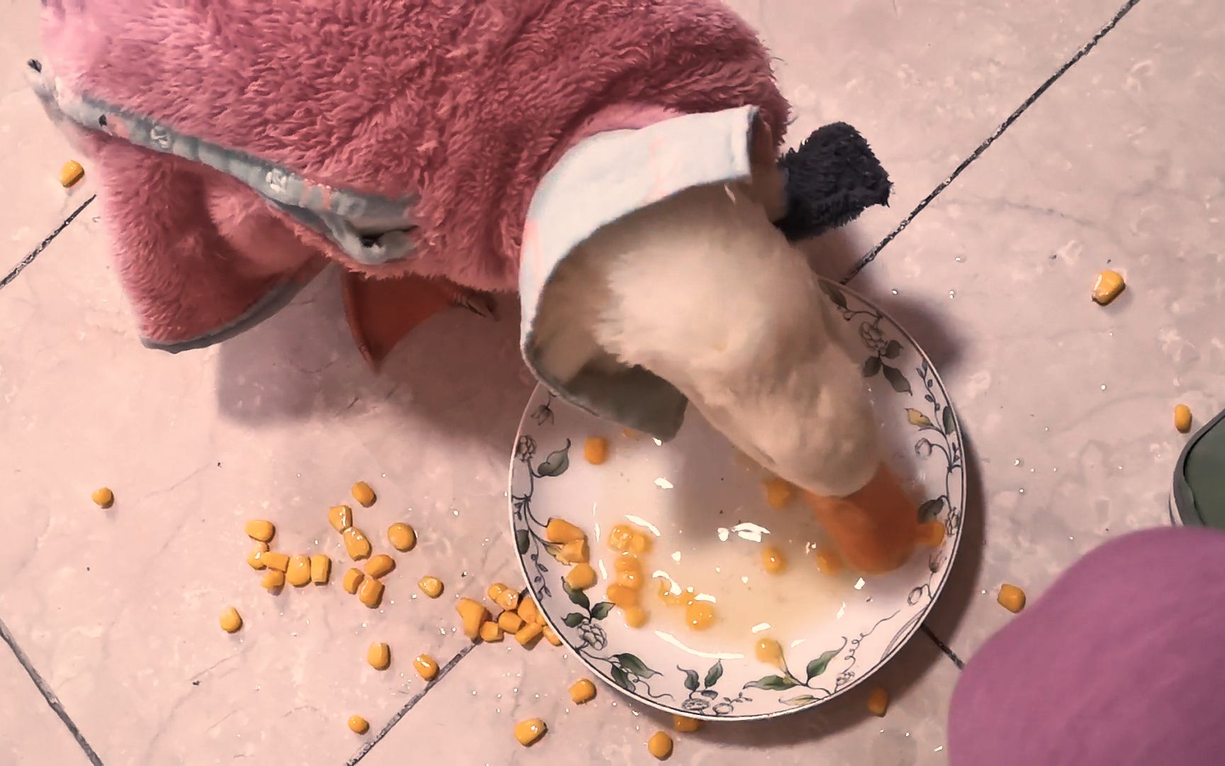 小鸭子可喜欢吃玉米了