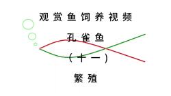 观赏鱼饲养视频之孔雀鱼(十一)繁殖哔哩哔哩bilibili