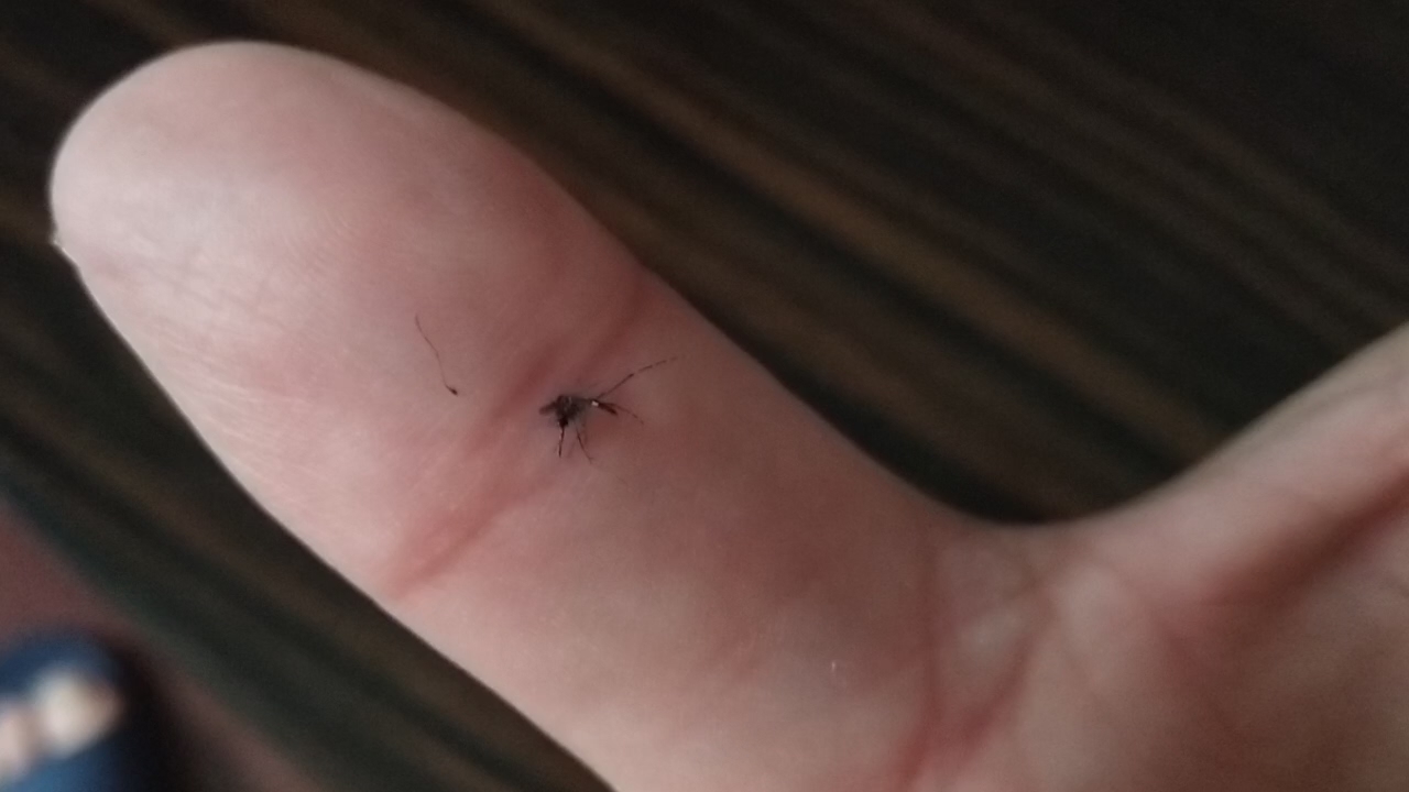 今天打死の蚊子