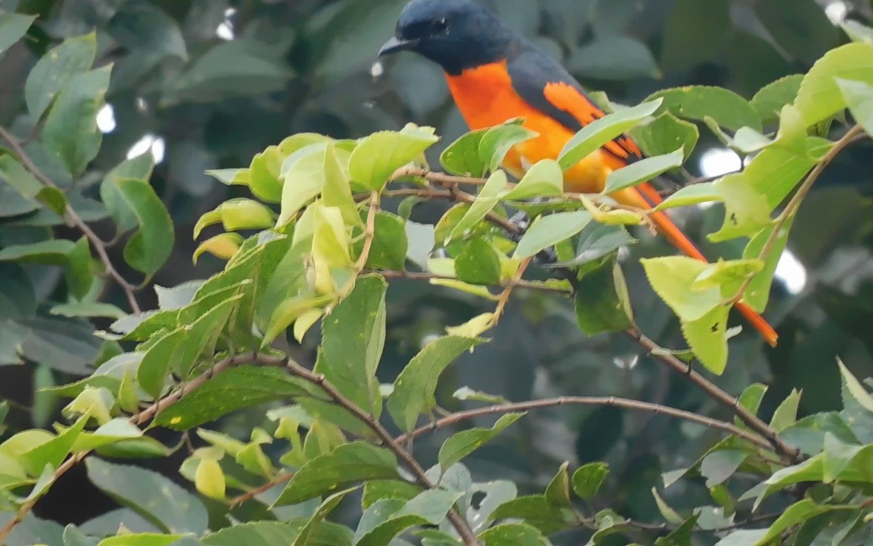 树上的赤红山椒鸟雄鸟
