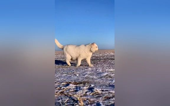 俄罗斯战斗民族养的猫,霸气侧漏的酒蒙子(素材来源于网络)哔哩哔哩bilibili