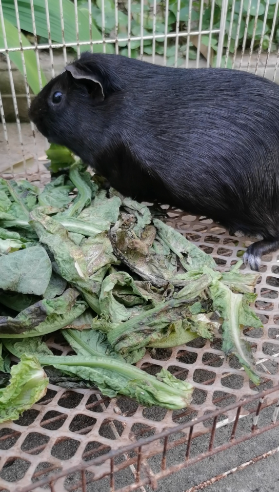 爱吃的大黑老鼠