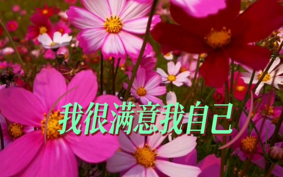 我很满意我自己,灿烂地盛开吧!