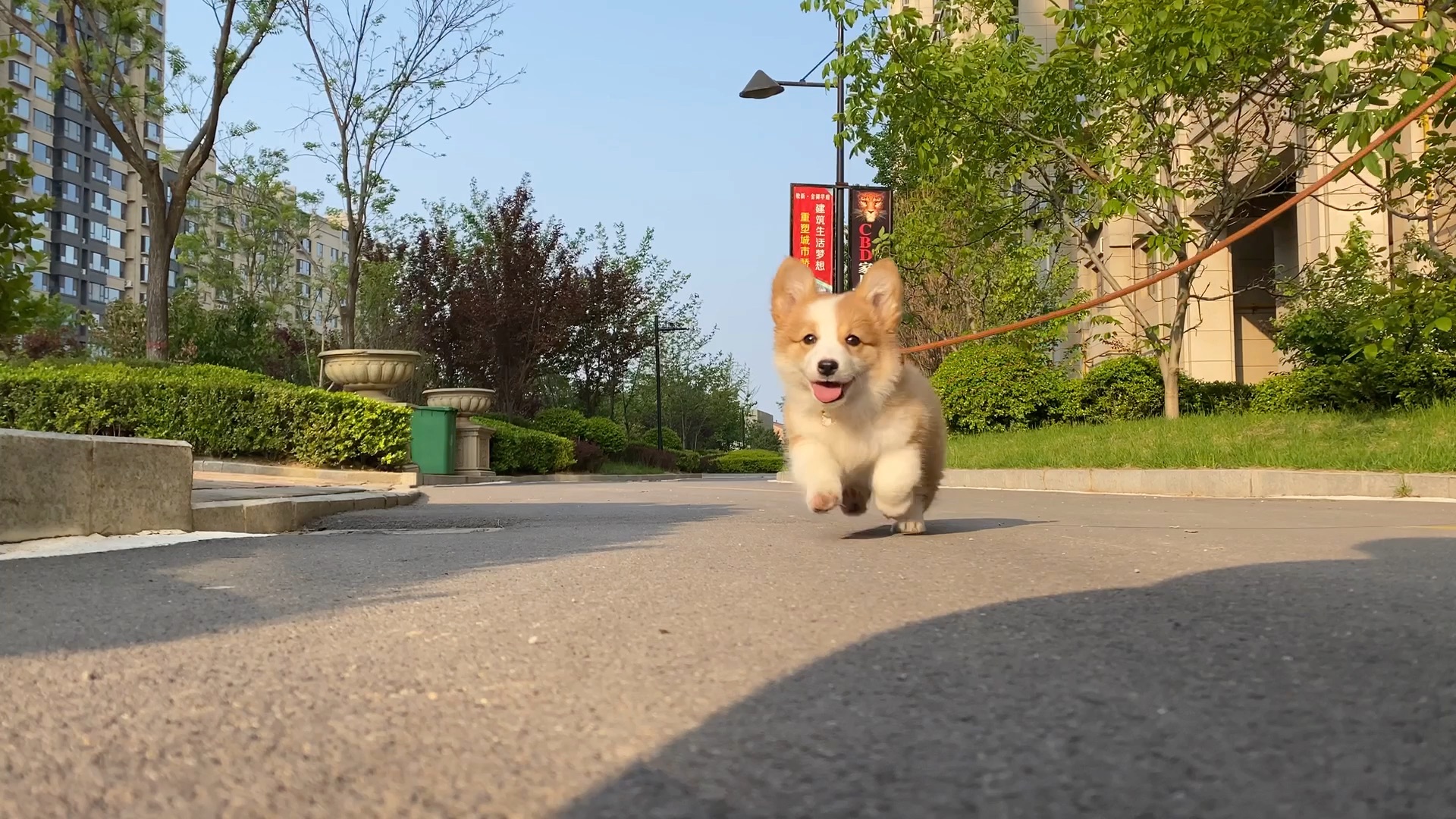 短腿星人向你奔来啦