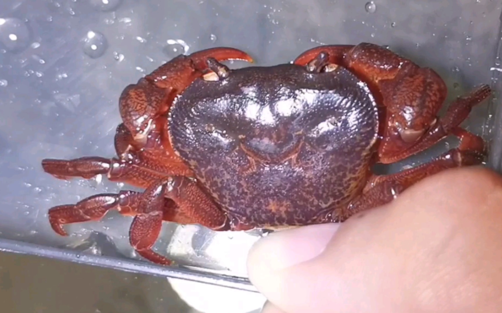 应该是光泽华溪蟹吧?求大佬帮定一下种